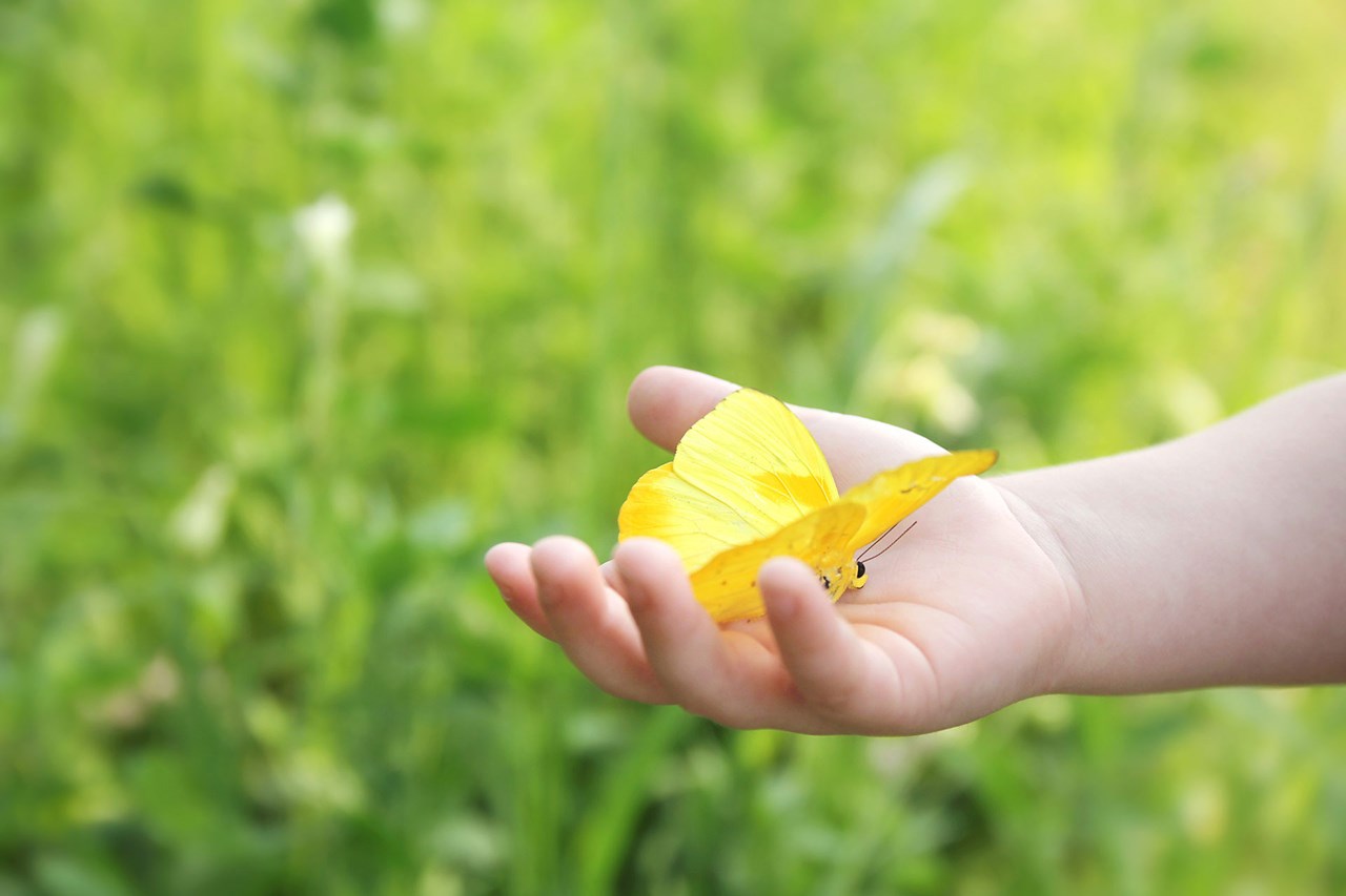 Enfant tenant un papillon dans la main